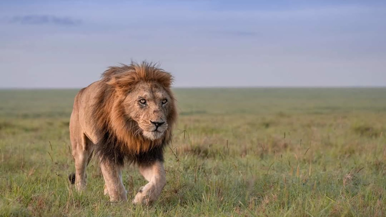 Wildlife & Natural Wonders