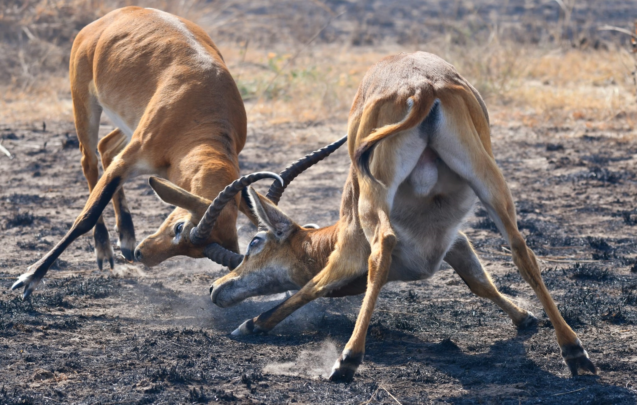 Mkomazi National Park