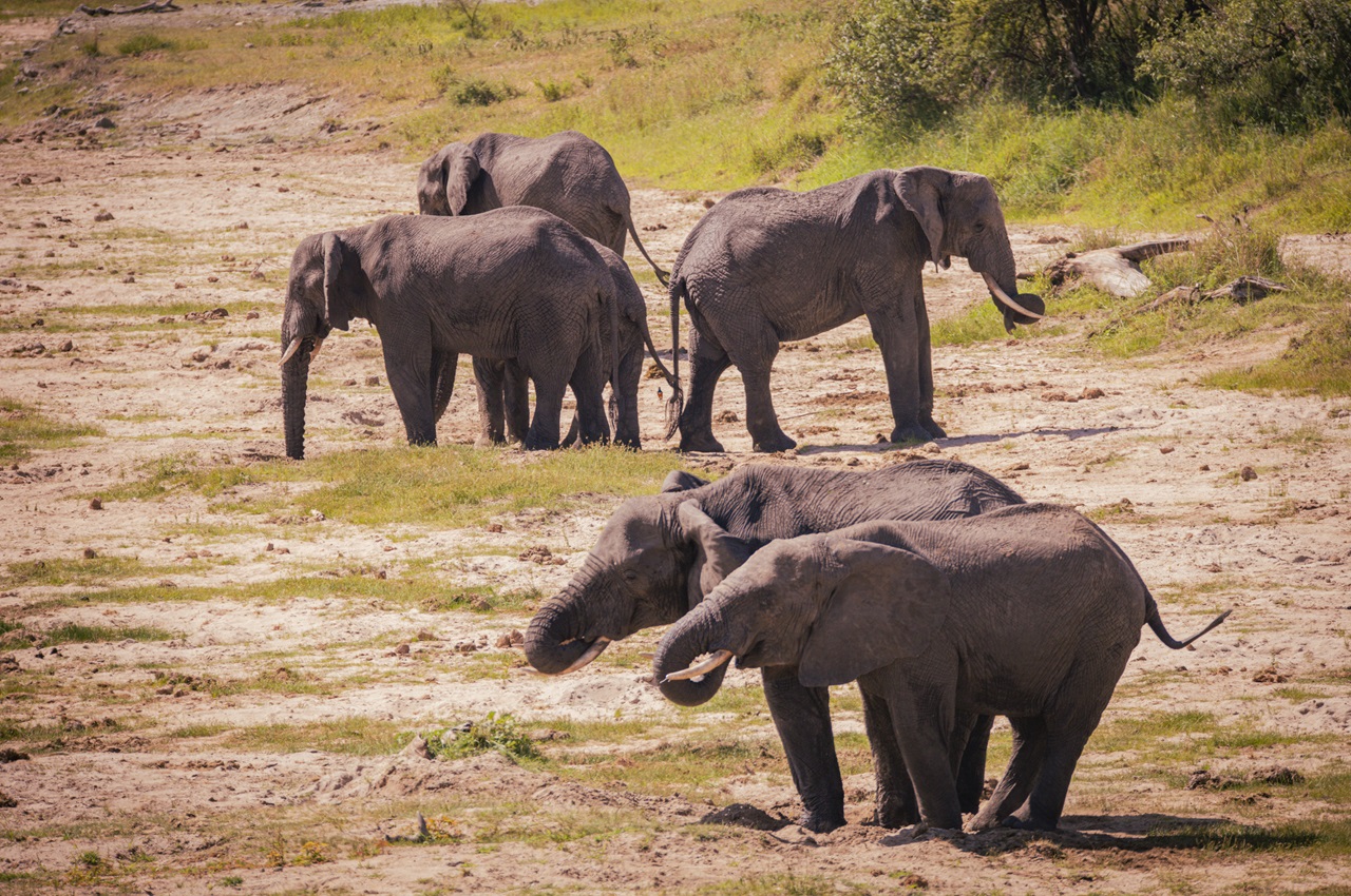 5 Days Serengeti Extreme Safari