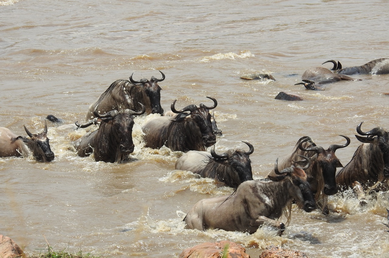 7-Day Great Migration Short Safari
